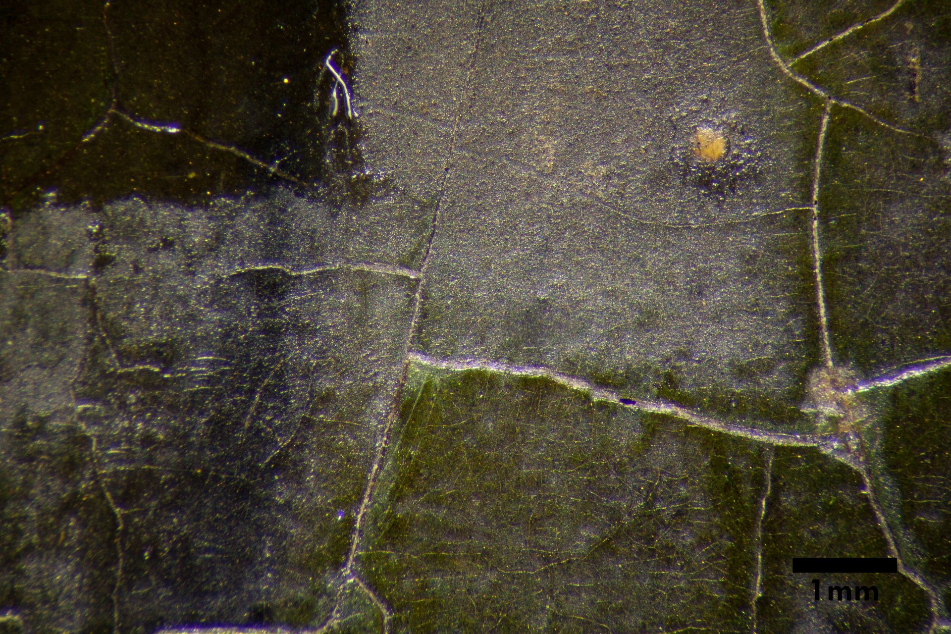 Mikroskopaufnahme aus dem grünen Gewand in drei Arbeitsstadien: links oben: der Frnis im Vorzustand; mitte oben: die freigelegte Oxalatschicht nach Firnisabnahme; unten: die grüne Farbschicht nach Reduzierung der Oxalatschicht. Foto: Sandra Stelzig